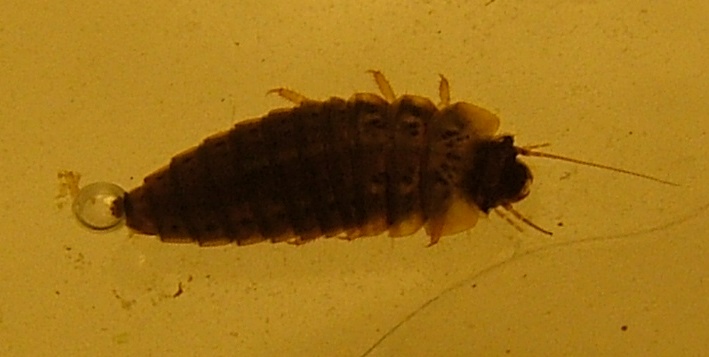 larva di Scirtidae
